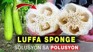 Luffa Sponge  Solusyon Sa Polusyon [upl. by Ailadgim]