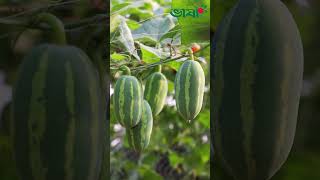 জমিতে তেলাকুচা কেন রেখেছেন এই কৃষক nature village medicinalplants [upl. by Attenoj]