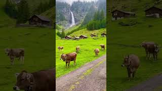 Switzerland is beautiful country shorts travel explore nature adventure [upl. by Eletnahc544]