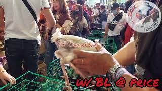 World Gamefowl Expo 2023 w BL  PRICE [upl. by Filahk]