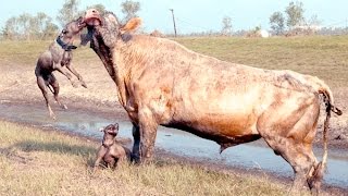 TERRIBLE Video Fiercest Fighting Between Animals [upl. by Atsilac]