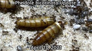 Pheidole bicarinata Update April 17 2021 [upl. by Akeyla]