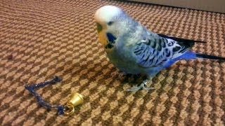 Silly Budgie Running Away With His Bell [upl. by Higgs328]