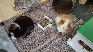 Guinea Pig ASMR 🐹 Gentle Snacking Sounds in Outdoor Run  20 Minutes of 8K Relaxation [upl. by Llertak398]