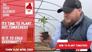 ITS TIME TO PLANT OUT TOMATOES  how to plant tomato plants [upl. by Elhsa]