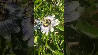 🌱passiflora caerulea🌱 documental curiosidades plantasgrandes naturaleza vivero sabiasque [upl. by Nonnaehr71]