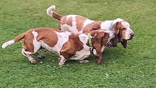 Post bath bassets get into mud [upl. by Trinia]