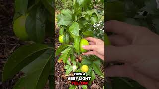 Lemons ripening in the fall tropicalgardening citrus garden [upl. by Philana]