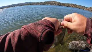 Smallmouth bass Prineville reservoir nice [upl. by Falo]