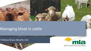 Managing bloat in cattle [upl. by Joon]