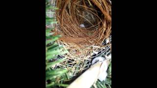 Redcheeked Cordonbleu Uraeginthus bengalus chick 103113 [upl. by Tadashi274]