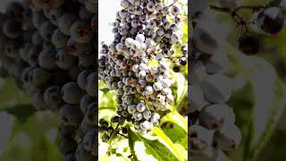 Medicinal Blue Elderberry 🥹🫐shorts short shortfeed holistichealth elderberry medicinal [upl. by Suivatco631]