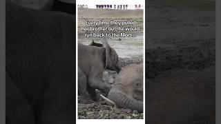 Family is everything ♥️ elephant animalshorts animals [upl. by Eamaj888]