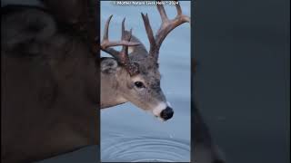 Tiney the whitetailed buck takes a sip from the river [upl. by Tyra]