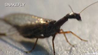 Snakefly  Super Macro [upl. by Chastain]