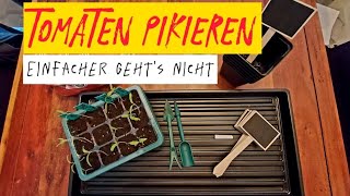 TOMATEN PIKIERENES IST SO EINFACH🍅 [upl. by Shamus775]