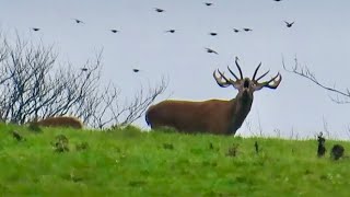 Walk on Exmoor stopped by Red Deer rut [upl. by Kerat]