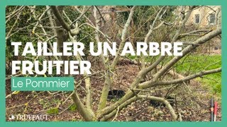 Comment tailler un arbre fruitier  le pommier  Truffaut [upl. by Jeuz709]