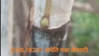 COS 18231 अगेति गन्ना किस्म18231 sugarcane variety 18231 12207 15201 11015 18221 11082 [upl. by Nallak9]