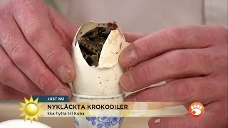 Här kläcks krokodiler i direktsändning  Nyhetsmorgon TV4 [upl. by Earb]