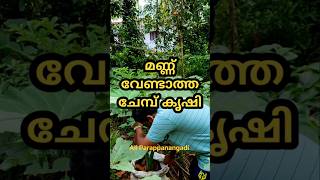 ഇനി മണ്ണ് വേണ്ട ചേമ്പ് കൃഷി ചെയ്യാൻ DileeshAGRIivlog shorts agriculture [upl. by Yllib]