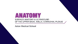 Surface anatomy and ultrasound of the upper back axilla and brachial plexus [upl. by Ymrej]