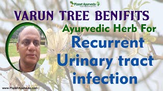 Ayurvedic herb for Recurrent Urinary tract infection  Varun Tree [upl. by Halimak]