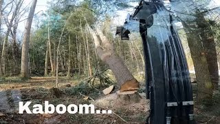 Part 2 Deere 50G Lifting HUGE Residential Pine Logs and Cat 259D3 Lugging Them Away [upl. by Artiek952]