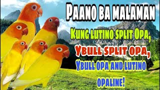 PAANO BA MALAMAN KUNG LUTINO SPLIT OPALINE YELLOW BULL SPLIT OPA LUTINO OPALINE AT YBULL OPALINE [upl. by Aika]