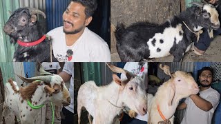 Jo Chahiye Sab Milega Yaha Al Asar Goats Govandi  Al Mehtab Goat Farm [upl. by Fredela]