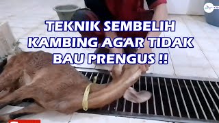 Cara Sembelih Kambing RPH untuk Tidak Bau PRENGUS [upl. by Joshi735]