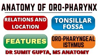 OROPHARYNX  ANATOMY  LOCATION  TONSILLAR FOSSA [upl. by Anaidiriv]