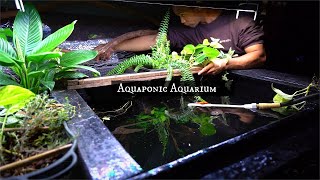 Create A Better Aquarium with Aquaponics [upl. by Kcirtapnhoj276]