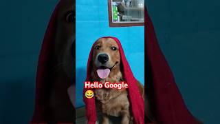 Phone lagaya google kofunnyshorts youtubeshorts doglover [upl. by Aysab620]