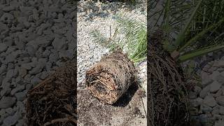 Wurzel Palme richtig umtopfen DIY Tutorial Phoenix canariensis Kanarische Dattelpalme 🌴 pflanzen [upl. by Atikel295]