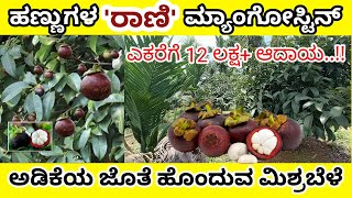 Mangosteen plantation with Arecanut ಮ್ಯಾಂಗೋಸ್ಟೀನ್ ಬೆಳೆಯುವ ವಿಧಾನ Mangosteen farming [upl. by Airebma]