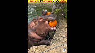 hippo 🦛 VS crockdile 🐊 fight में कौन जीतेगा 😱 viral facts shorts winner [upl. by Manara471]