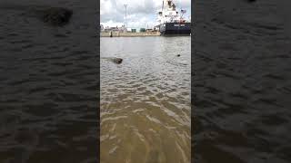 flounder fishing mayport [upl. by Jerrold]