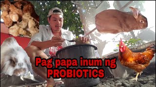 Benipisyo ng probiotics sa mga alaga nating hayop sa bakuran fpj [upl. by Netsreik528]