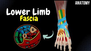 Fascia of the Lower Limb Cross Sections Tendinous Sheath Retinaculum  Anatomy [upl. by Lilas447]