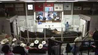 Livestock auctioneers compete for LMA world championship [upl. by Enirac]