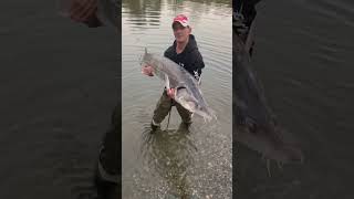 PescaAlloStorione PassionePescabigfish sturgeon ￼￼fisching Shorts Viral ￼ [upl. by Hynda]