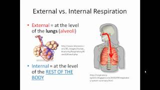 External and Internal Respiration Gas Exchange SIMPLIFIED [upl. by Beryle]