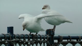 Snowy Sheathbills South Georgia [upl. by Dianna185]