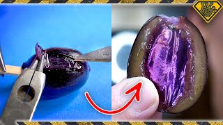 We Did Surgery on a Really Weird Grape [upl. by Runkle]