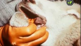 Diseases of Sheep  Blue Tongue Disease and Foot and Mouth Disease [upl. by Trebreh]