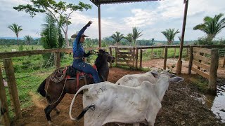 FOMOS EM BUSCA DAS NOVILHAS CERQUEIRAS Só Frigorífico para resolver [upl. by Stephi]