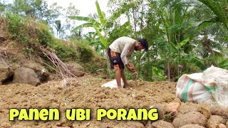 PANEN UBI PORANG  kemarau di desaku belum berlalu [upl. by Arimahs]