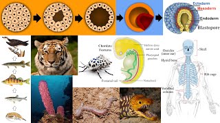 Animal Diversity Sponges Chordates Vertebrates Blastulation Food Chain [upl. by Ayanat748]