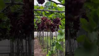 Grape farm 🍇 cumbum [upl. by Ymmak]